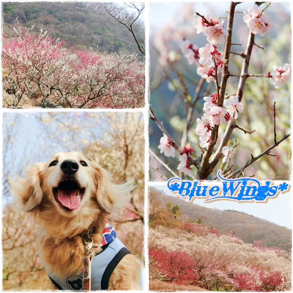 2013031904画像