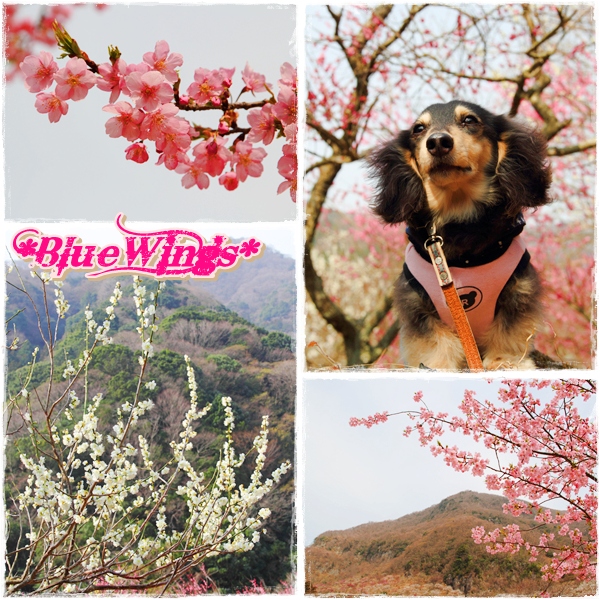 2013031906画像