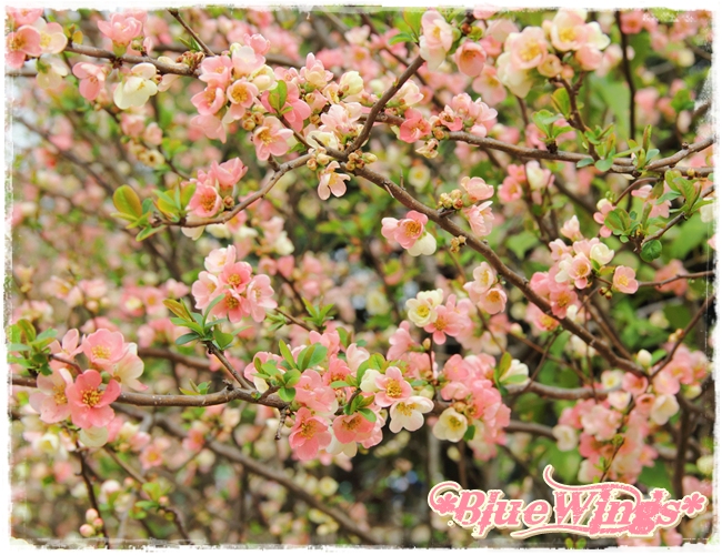 2013032407画像