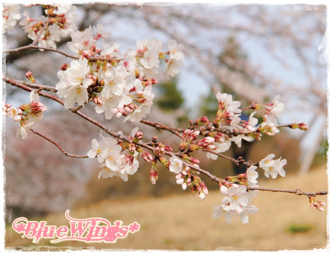 2013032409画像