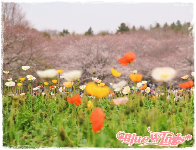 2013032413画像