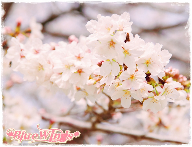 2013032415画像