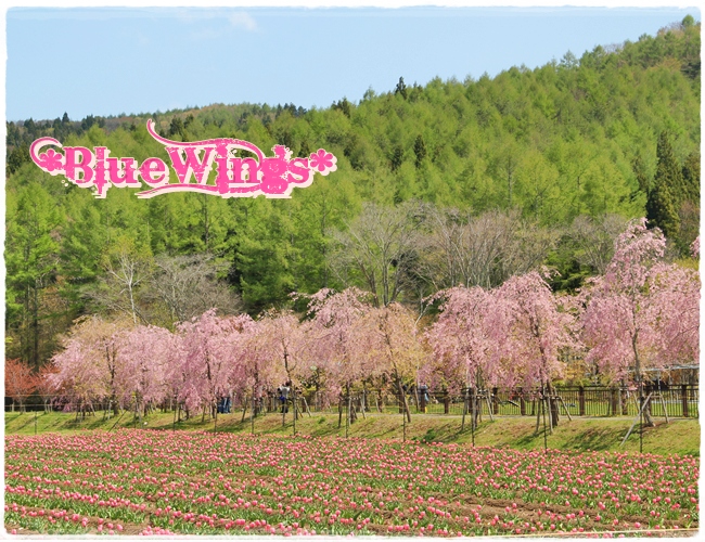 2013050611画像