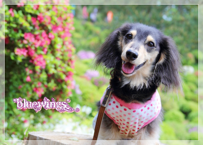 2013051911画像