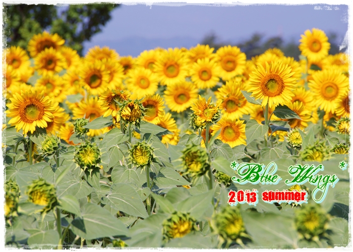 2013081604画像