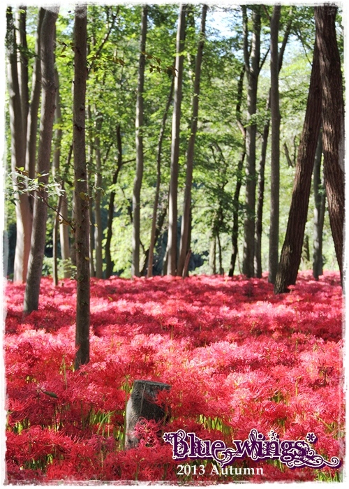 2013092905画像