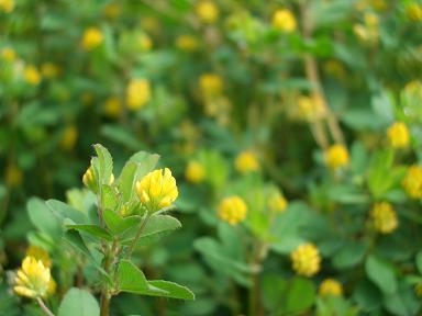 超 脇役の花たち なかよしブログ 教育文化研究所