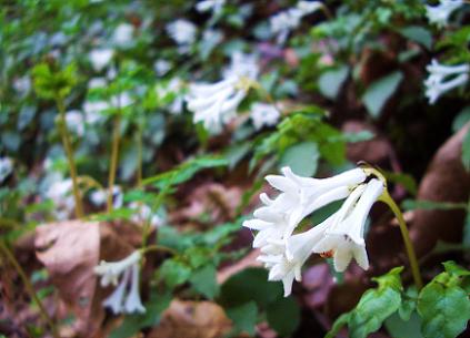 130401satumainamoriso-2.jpg