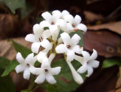 130401satumainamoriso-3.jpg