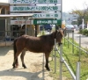 にぎやかな春