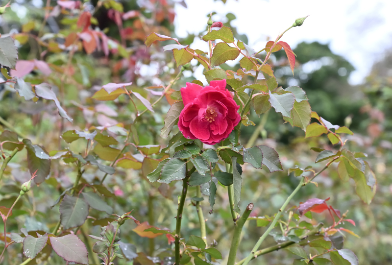 佐倉草ぶえの丘バラ園、秋の開花情報です。 | 佐倉草ぶえの丘