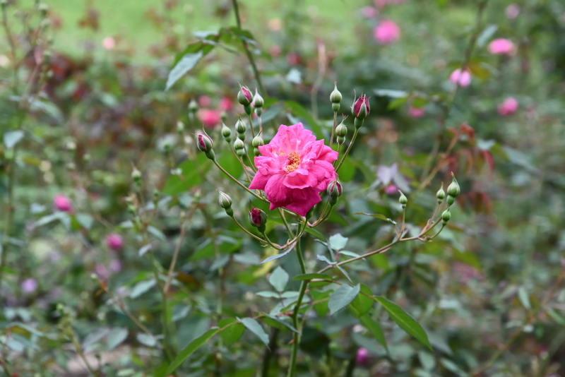 薔薇とお髭草 京成バラ園芸 Keiseirose.nurseries | . - 京成バラ園芸2025年新