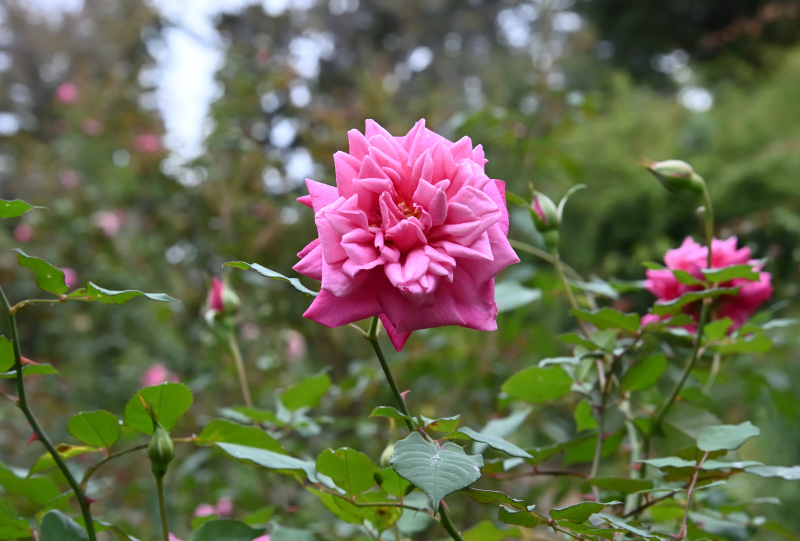 薔薇とお髭草 京成バラ園芸 Keiseirose.nurseries | . - 京成バラ園芸2025年新