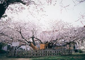 北海道松前 血脈桜