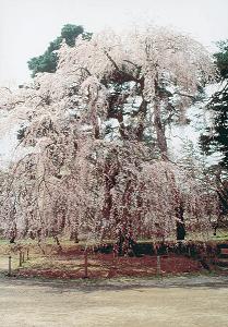 青森県弘前 二の丸のシダレザクラ