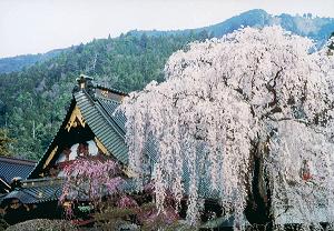 山梨県南巨摩 久遠寺の桜