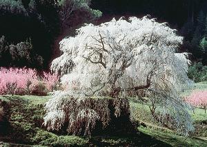 奈良県 本郷の瀧桜(又兵衛桜)