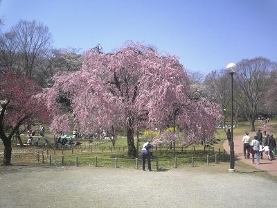 桜(さくら)100選 三ッ池公園2