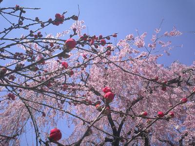 桜(さくら)100選 三ッ池公園3