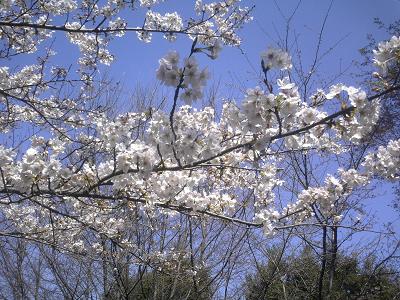 桜(さくら)100選 三ッ池公園4