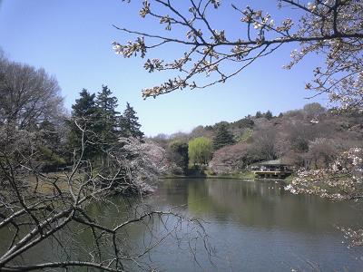 桜(さくら)100選 三ッ池公園1