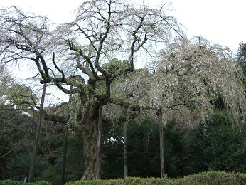 小田原長興山のしだれ桜