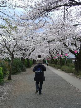 小田原城址公園桜