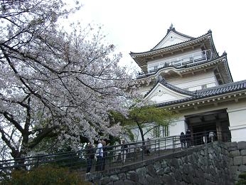 小田原城址公園桜2