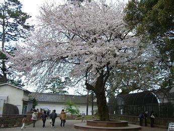 小田原城址公園桜3