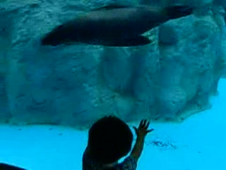 ズーラシア アザラシ