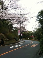 桜