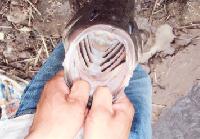 bass