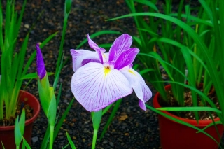 花菖蒲1