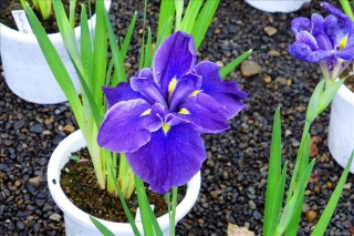 花菖蒲2