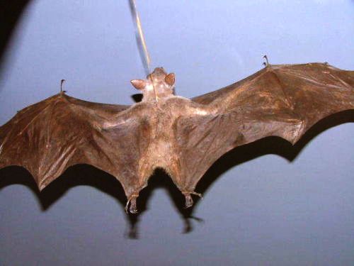 珍獣 ウマヅラコウモリ！ - 20150527_1137051.jpg