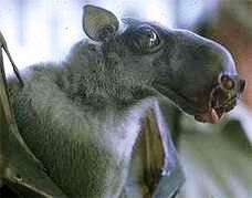 高品質！珍獣 ウマヅラコウモリ ♂ の頭骨 ☆ 即納 ☆ 高品質！珍獣 ウマヅラコウモリ ♂ 頭骨 - 頭骨・骨格標本