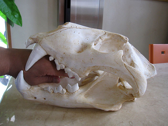 ゼニガタアザラシ（Phoca vitulina）原寸大頭骨レプリカ Harbor