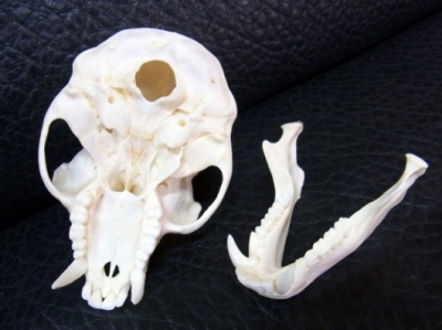 貴重！タンタルスモンキー 頭骨 BU1:Long Horn Skull/K18 Cuff｜Horiozn Blue Jewelry