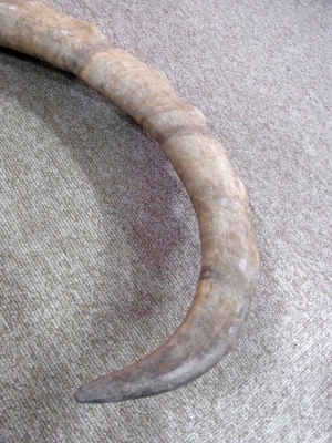 新着！巨大なアイベックスのスカルホーン | 【CORE-BOX】店長ブログ