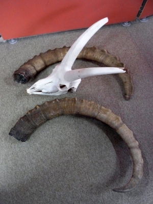 新着！巨大なアイベックスのスカルホーン | 【CORE-BOX】店長ブログ