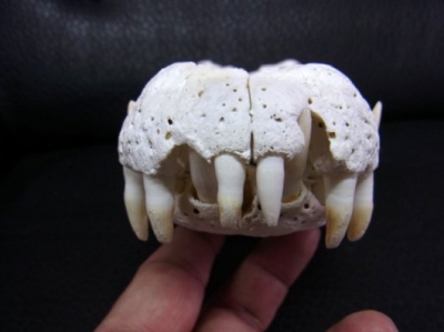 高品質29cm！シャムワニの頭骨