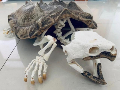 ワニガメ 頭骨レプリカ オス-