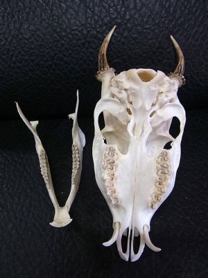 ☆即納☆ キョン（ヨツメジカ）Muntjac 頭骨 オス・メスSET