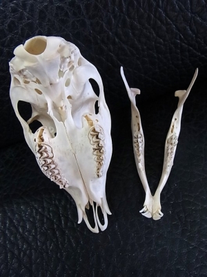 ☆即納☆ キョン（ヨツメジカ）Muntjac 頭骨 オス・メスSET