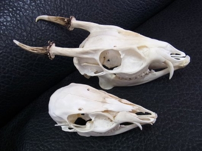 ☆即納☆ キョン（ヨツメジカ）Muntjac 頭骨 オス・メスSET