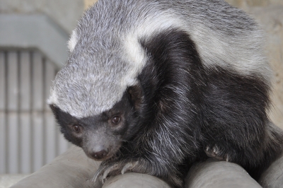 世界でもっとも恐ろしい❗️陸生動物🦡ラーテル🦡の頭骨標本 | 【CORE