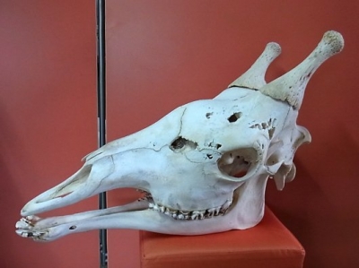 再入荷☆ 即納 ☆ キリン South African Giraffe 頭骨 67cm 【A 再入荷☆ 即納 ☆ キリン South African Giraffe 頭骨 67cm 【A