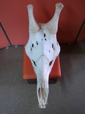 再入荷☆ 即納 ☆ キリン South African Giraffe 頭骨 67cm 【A 再入荷☆ 即納 ☆ キリン South African Giraffe 頭骨 67cm 【A