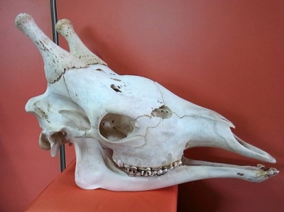 再入荷☆ 即納 ☆ キリン South African Giraffe 頭骨 67cm 【A 再入荷☆ 即納 ☆ キリン South African Giraffe 頭骨 67cm 【A