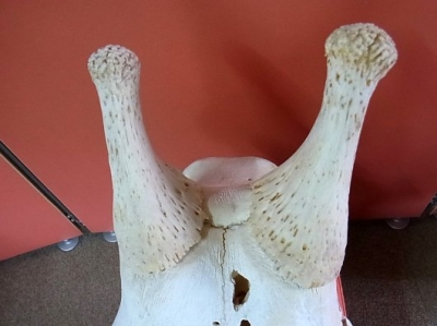 再入荷☆ 即納 ☆ キリン South African Giraffe 頭骨 67cm 【A